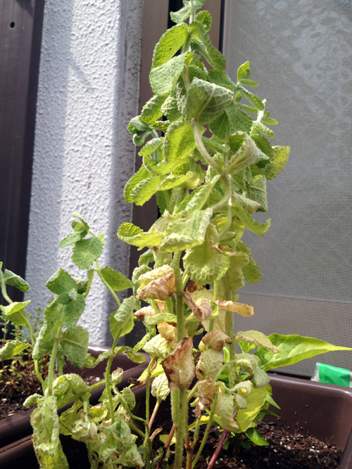 Planting vegetables and herbs on an apartment balcony in Shinjuku, Tokyo