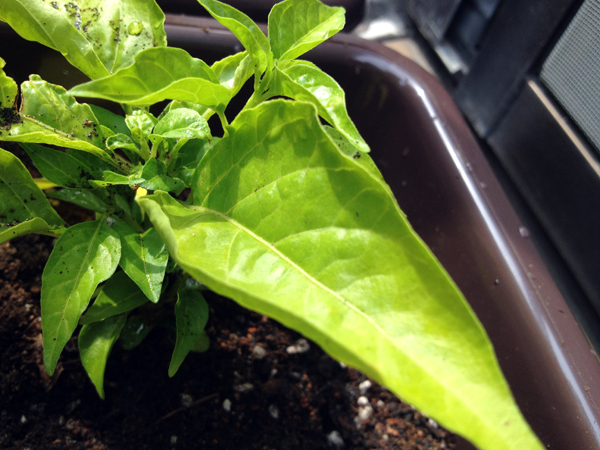 Planting vegetables and herbs on an apartment balcony in Shinjuku, Tokyo