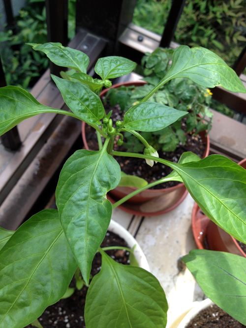 Planting vegetables and herbs on an apartment balcony in Shinjuku, Tokyo