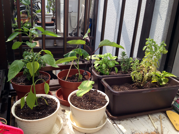 Planting vegetables and herbs on an apartment balcony in Shinjuku, Tokyo