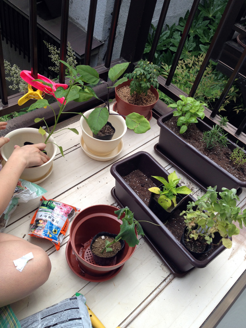 Planting vegetables and herbs on an apartment balcony in Shinjuku, Tokyo