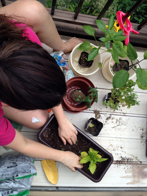 Planting vegetables and herbs on an apartment balcony in Shinjuku, Tokyo