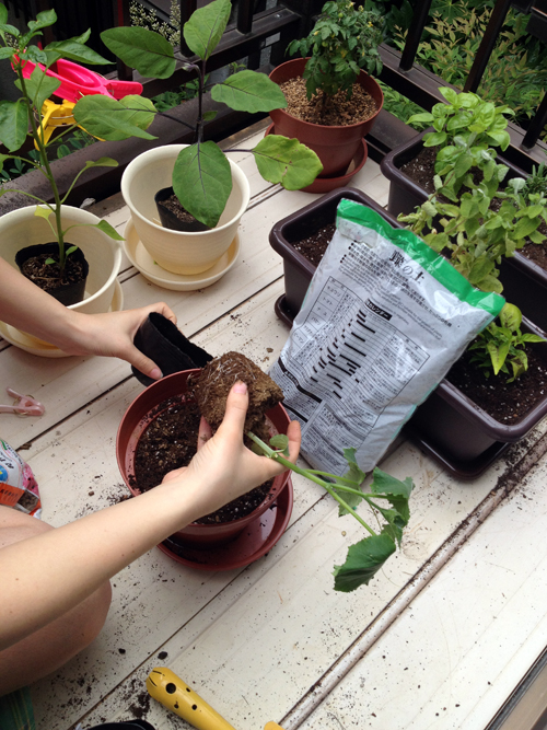 Planting vegetables and herbs on an apartment balcony in Shinjuku, Tokyo
