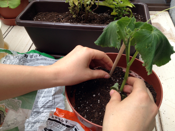 Planting vegetables and herbs on an apartment balcony in Shinjuku, Tokyo