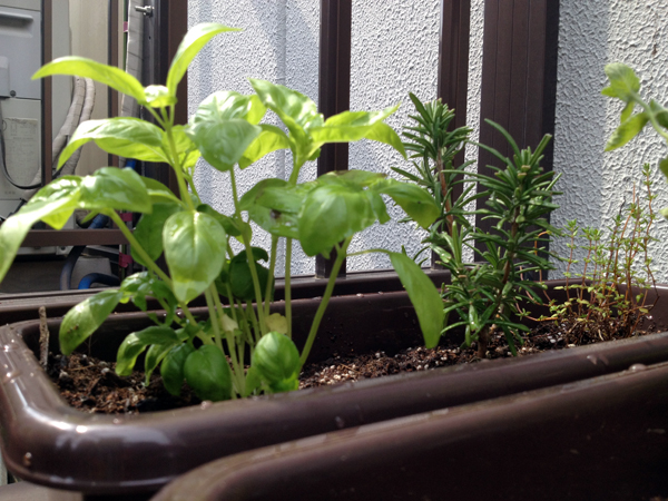 Planting vegetables and herbs on an apartment balcony in Shinjuku, Tokyo