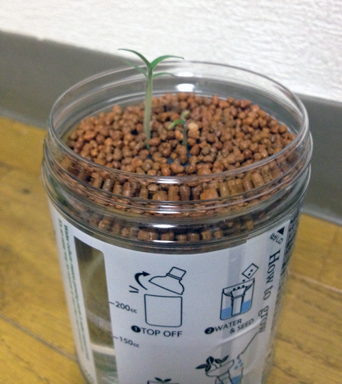 Hydroponically grown tomato sprout