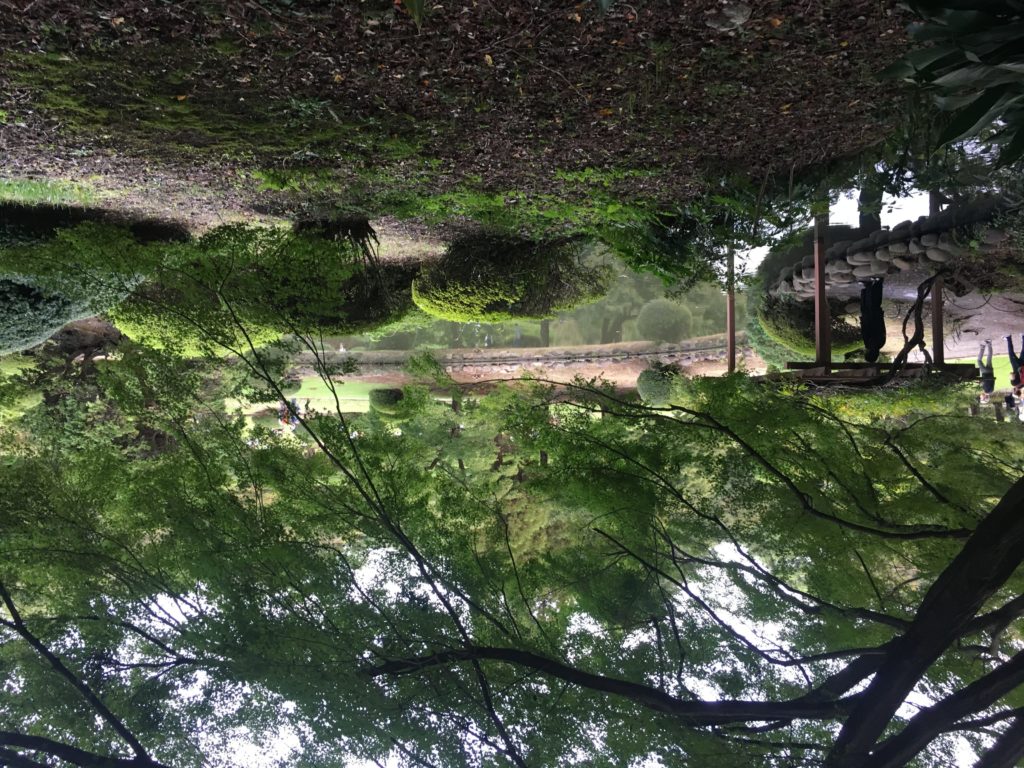 Foliage at Shinjuku Park. iPhone 6S camera.