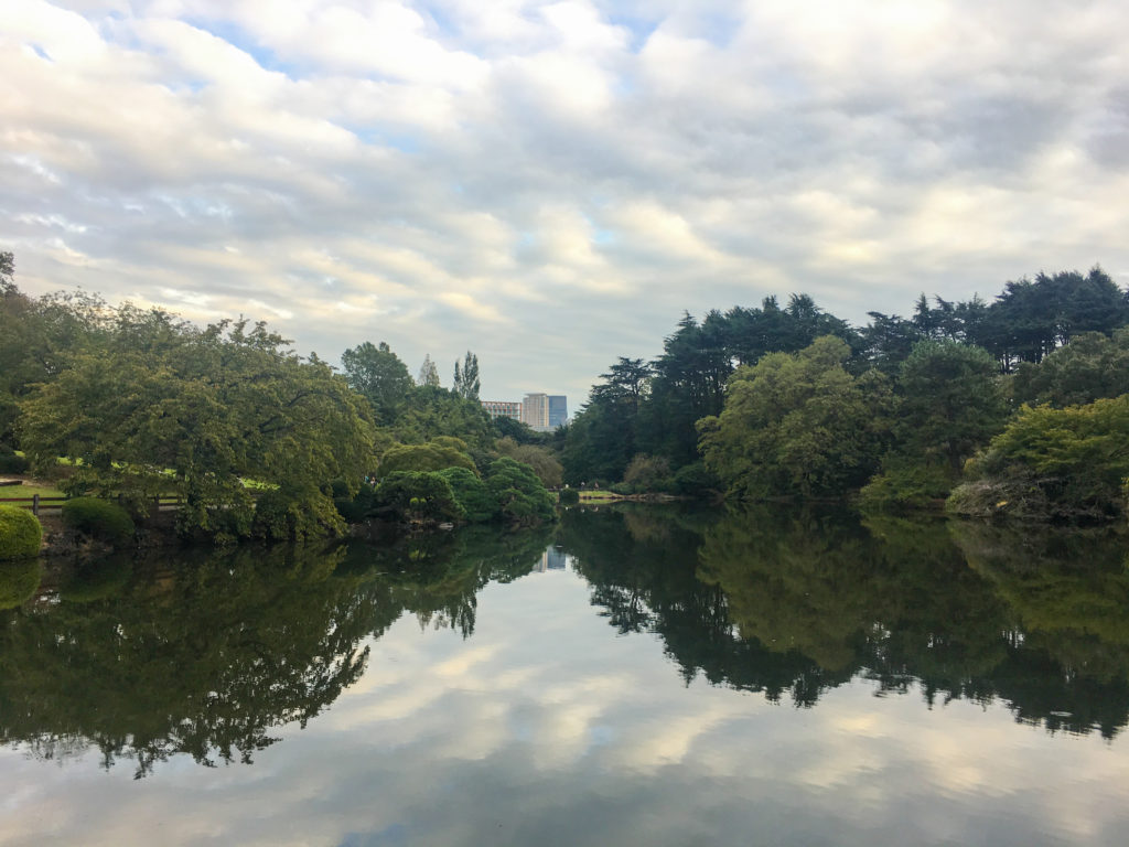 A pond and trees inside Shinjuku Gyoen. iPhone 6S camera.