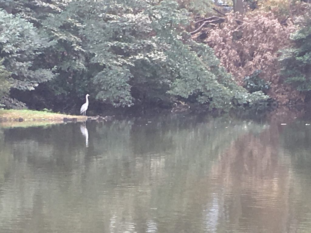Closeup of a crane at Shinjuku Park. Iphone 6S photo.