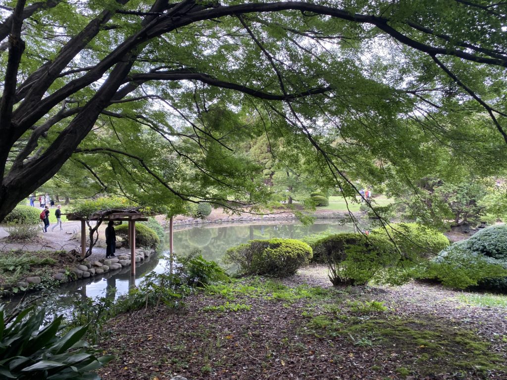 Foliage at Shinjuku Park. iPhone 11 Pro camera.